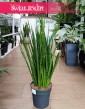 oczyszcająca powietrze i łatwa w uprawie Sansevieria Kirkii kup online internetowo z dostawą, Sansewieria Kirkii