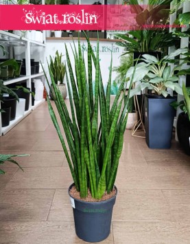 Sansevieria Kirkii do kupienia w sklepie internetowym online, Sansewieria Kirkii roslina oczyszczająca powietrze