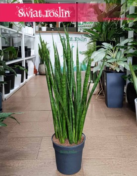 Sansevieria Kirkii kup stacjonarnie w Krakowie lub z dostawą online, Sansewieria Kirkii