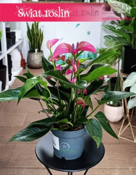 Anthurium Andraeanum Ciranodo biura do firmy do mieszkania, Anturium Andraeanum Cirano, Kitnia