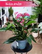 Anthurium Andraeanum Ciranodo biura do firmy do mieszkania, Anturium Andraeanum Cirano, Kitnia