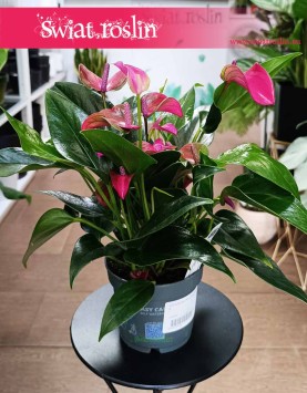 Anthurium Andraeanum Cirano, Anturium Andraeanum Cirano piękna roślina z dostawą online, Kitnia