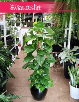 Epipremnum Złociste na paliku, Scindapsus złocisty na paliku, Scindapsus Aureum na paliku, Ołustek - na paliku