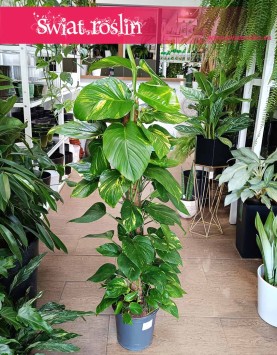 Scindapsus Aureum na paliku, Epipremnum Aureum na paliku, Ołustek - na paliku kokosowym do biura łatwy w uprawie