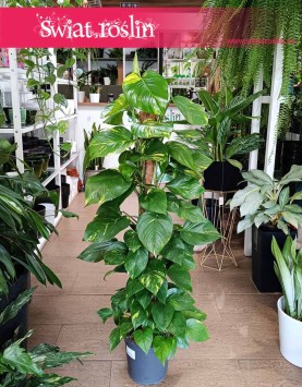 Duże Epipremnum Złociste na paliku, Duże Epipremnum Aureum na paliku na paliku kokosowym.