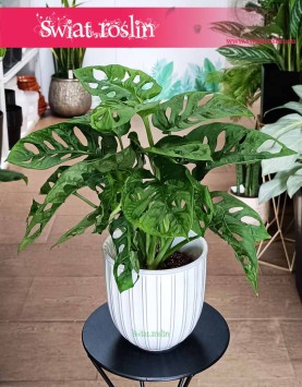 Monstera obliqua Monkey Mask sklep internetowy online, Monstera ukośna, Monstera perforowana, Monstera Monkey leaf