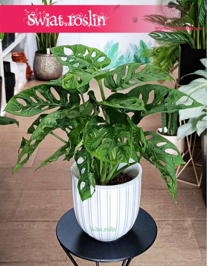 Monstera obliqua Monkey Mask sklep internetowy online, Monstera ukośna, Monstera perforowana, Monstera Monkey leaf