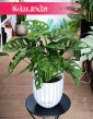 Monstera obliqua Monkey Mask sklep internetowy online, Monstera ukośna, Monstera perforowana, Monstera Monkey leaf