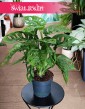 Monstera Obliqua, Monstera Monkey Mask,