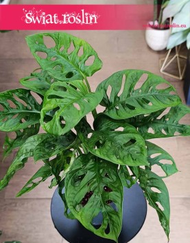 Monstera Obliqua do kupienia stacjonarnie w Krakowie lu z wysłką online, Monstera Monkey Mask,