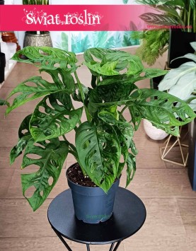 Monstera Obliqua najlepsza cena ze sklepu internetowego online, Monstera Monkey Mask,