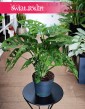 Monstera Obliqua, Monstera Monkey Mask najlepsza cena z dostawą kup w sklepie internetowym online