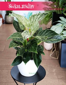 Filodendron Birkin, Philodendron White Measure, Philodendron Birkin