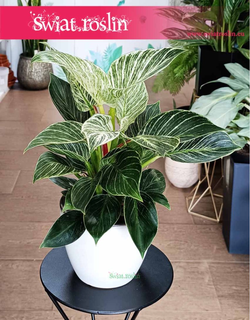 Filodendron Birkin, Philodendron White Measure, Philodendron Birkin
