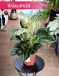 Filodendron Birkin najlepsza cena do kupienia online, Philodendron White Measure, Philodendron Birkin