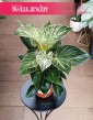 oczyszczający powietrze Filodendron Birkin do kupienia online lub stacjonarnie w Krakowie, Philodendron Birkin