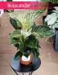Filodendron Birkin, Philodendron White Measure kup online internetowo z wysyłką online