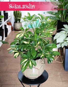 Szeflera Arboricola Gerda, Schefflera Arboricola Gerda.