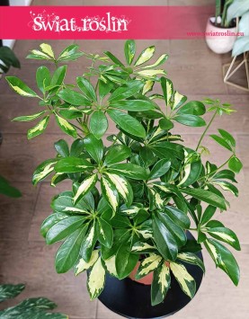 Szeflera Arboricola Gerda do kupienia w sklepie internetowym online z dostawą, Schefflera Arboricola Gerda.