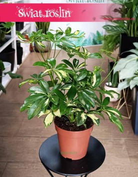 Szeflera Arboricola Gerda najniższa cena w sklepie w Krakowie lub online z dostawą, Schefflera Arboricola Gerda.