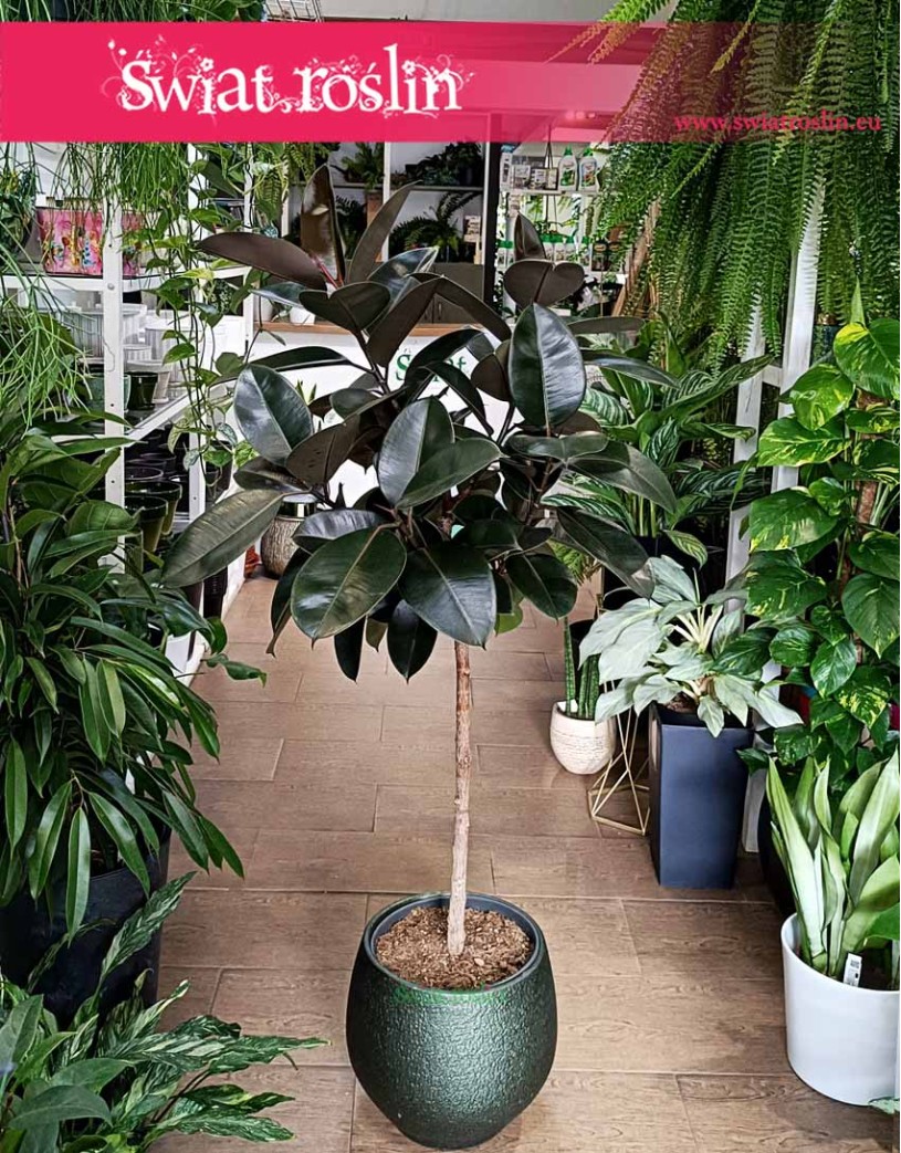 Fikus Elastica Abidjan Drzewko, Figowiec Sprężysty Abidjan Drzewko, Ficus Elastica Abidjan Drzewko