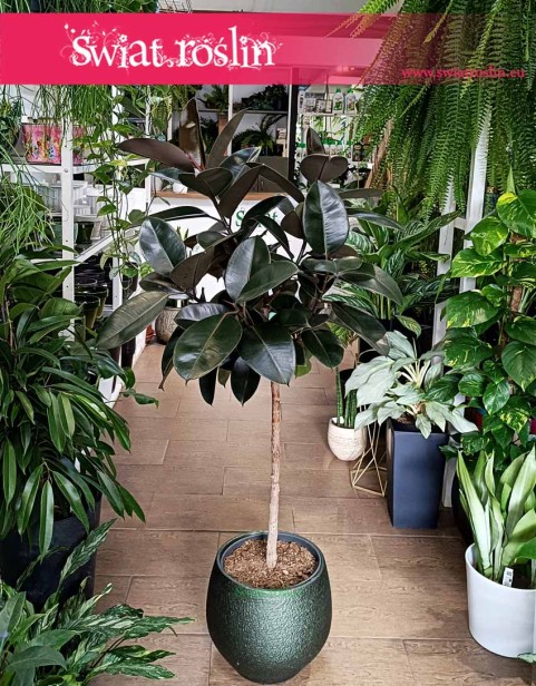 Fikus Elastica Abidjan Drzewko, Figowiec Sprężysty Abidjan Drzewko, Ficus Elastica Abidjan Drzewko