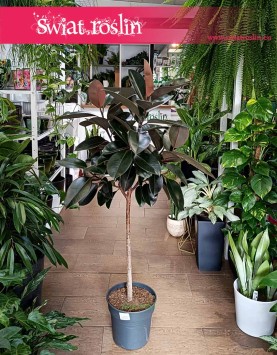 Fikus Elastica Abidjan Drzewko, Ficus Elastica Abidjan Drzewko łatwy w uprawie do kupienia online internetowo