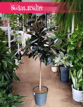 Fikus Elastica Abidjan Drzewko Ficus, Figowiec Sprężysty Abidjan Drzewko, kup online internetowo z dostawą