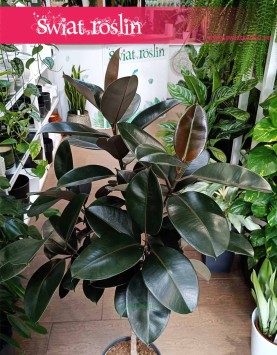Fikus Elastica Abidjan Drzewko, Figowiec Sprężysty Abidjan Drzewko Ficus, do kupienia w Krakowie lub online