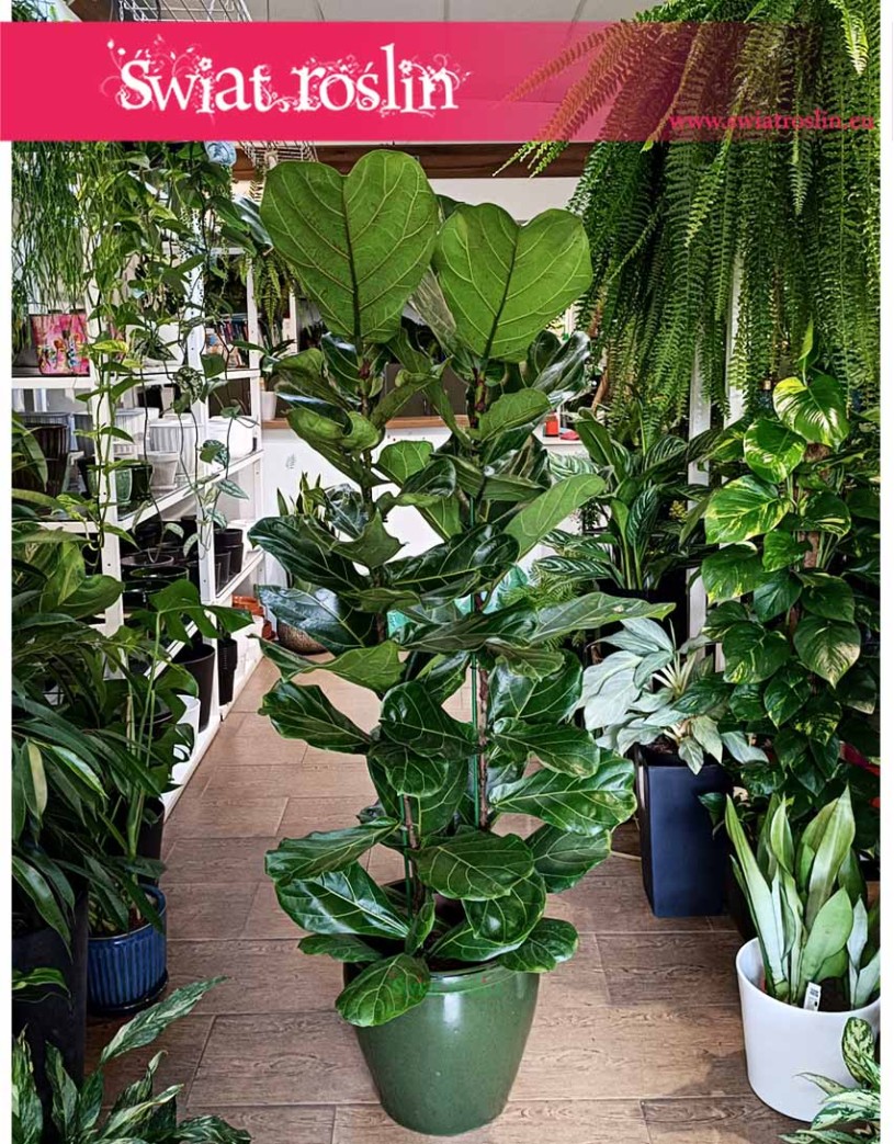 Duży Fikus Lyrata, Wielki Figowiec Lirolistny, Duży Fikus Dębolistny, Wielki Ficus Lyrata
