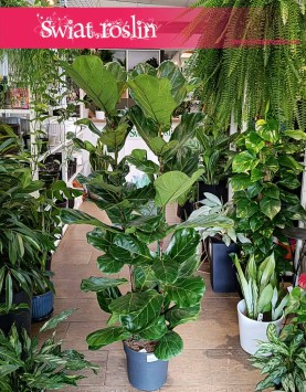 Duży Fikus Lyrata, Wielki Figowiec Lirolistny, Duży Fikus Dębolistny, Wielki Ficus Lyrata sklep z roślinami wysyłka