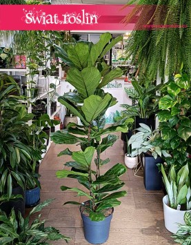Duży Fikus Lyrata, Wielki Figowiec Lirolistny, Duży Fikus Dębolistny, Wielki Ficus Lyrata sklep z roślinami online