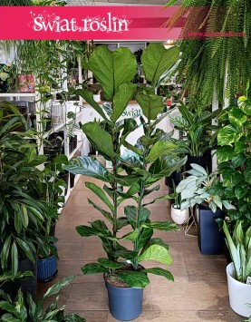 Duży Fikus Lyrata, Wielki Figowiec Lirolistny, Duży Fikus Dębolistny, Wielki Ficus Lyrata internetowy sklep z roślinami