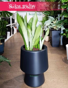 Duża Sansevieria Moonshine, Wielka Sansewieria  Moonshine