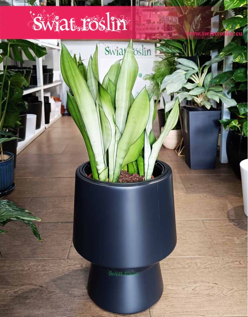 Duża Sansevieria Moonshine, Wielka Sansewieria  Moonshine
