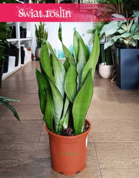 Duża Sansevieria Moonshine, Wielka Sansewieria  Moonshine oczyszczająca powietrze kup z wysyłką online