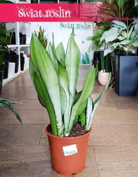 Duża Sansevieria Moonshine łatwa w uprawie kup online z wysyłka, Wielka Sansewieria  Moonshine