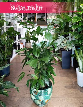 Caryota Mitis, Palma Orzechowa, Palma Rybi ogon