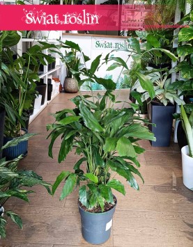 Caryota Mitis z dostawą do biura do firmy, Palma Orzechowa, Palma Rybi ogon