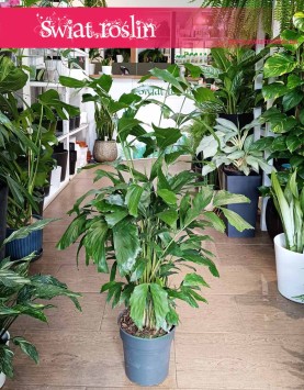 Caryota Mitis kup online lub w Krakowie w sklepie z roślinami, Palma Orzechowa, Palma Rybi ogon