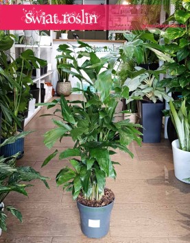 Caryota Mitis, oczyszczająca powietrze Palma Orzechowa z dostawą online ze sklepu, Palma Rybi ogon