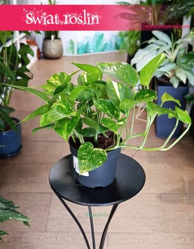 Scindapsus Aureum, Epipremnum Aureum, Epipremnum Złociste kup online z dostawą