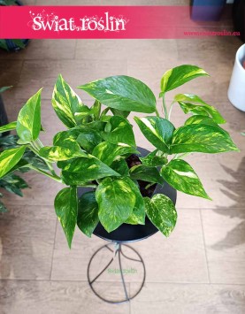 Epipremnum Aureum, Epipremnum Złociste najlepsza cena z dostawą online