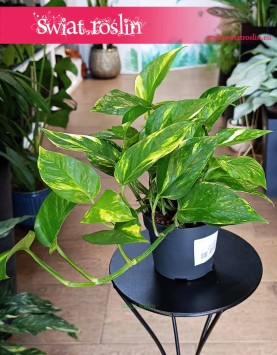 Epipremnum Aureum kup w najlepszej cenie z wysyłką ze sklepu, Epipremnum Złociste