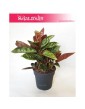 Aglaonema Chocolate, Aglonema Chocolate 3