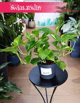 Epipremnum Aureum kup w Krakowie lub w sklepie internetowym online, Epipremnum Złociste,