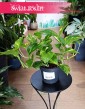 Epipremnum Aureum kup w Krakowie lub w sklepie internetowym online, Epipremnum Złociste,