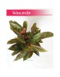 Aglaonema Chocolate, Aglonema Chocolate 4