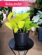 Scindapus Golden Pothos, Epipremnum Neon. Potocznie nazywany czasami Scindapsus lemon neon.