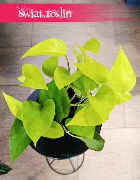 Scindapsus Neon Epipremnum, Scindapsus Golden Pothos, czasami Scindapsus Lemon Neon.